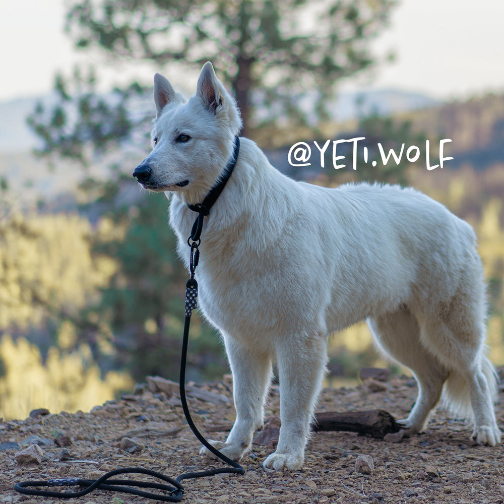 Customizable Norte Rope Dog Leash | Auto-Locking | Tuenne