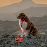 Customizable Boulder Hybrid Rope Dog Leash | Swiveling Carabiner | Tuenne