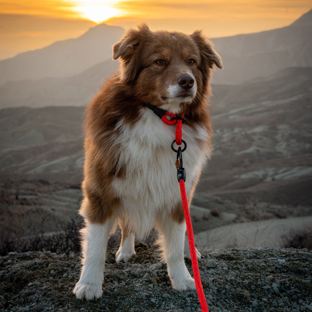 Customizable Boulder Hybrid Rope Dog Leash | Swiveling Carabiner | Tuenne